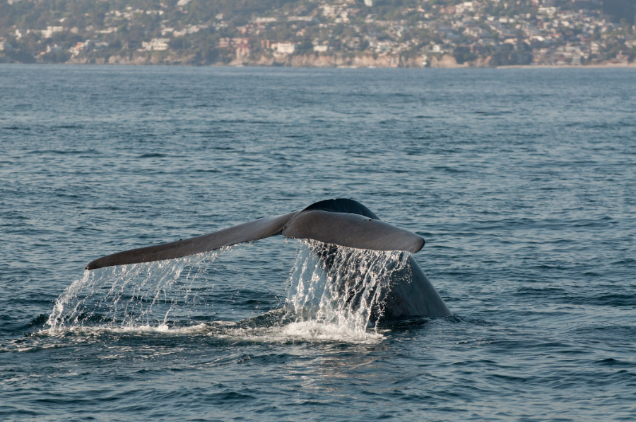 Dana Point