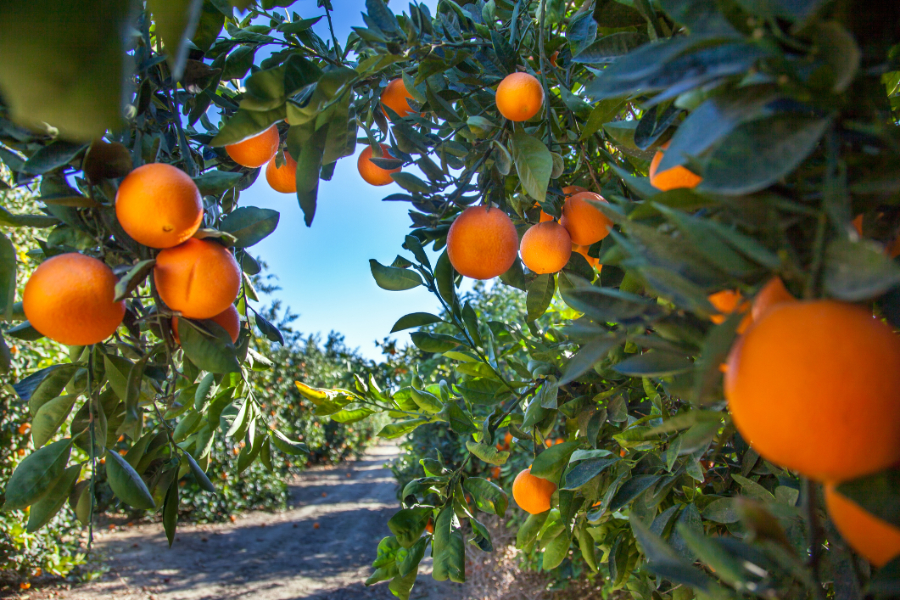 Orange